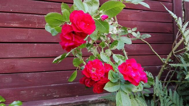 Domek letniskowy na Mazurach | Dłużek | 45km Olsztyn |