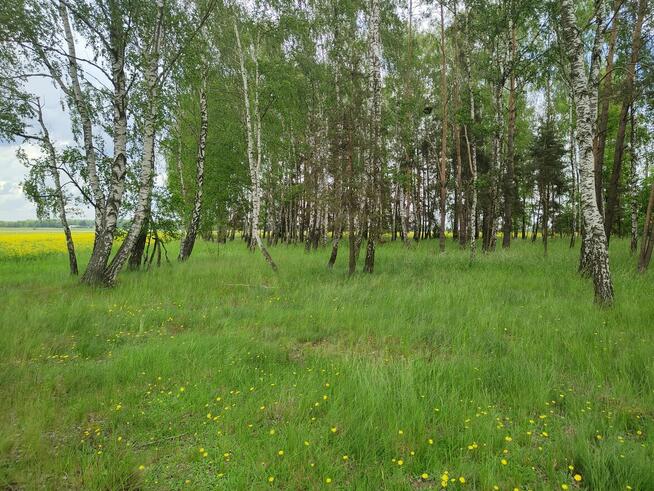 Sprzedam działkę idealną pod siedlisko bez sąsiadów - 2ha +