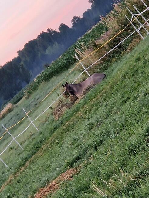 Sprzedam konika polskiego