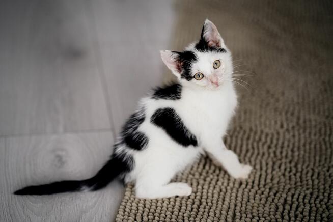 Fotka śliczna kotka do adopcji
