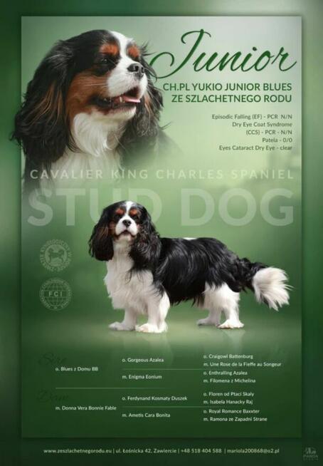 Piesek ZKwP gotowy do odbioru Cavalier King Charles Spaniel