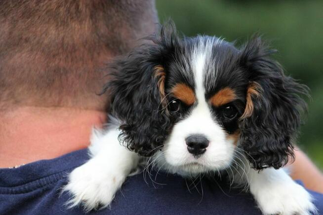 Piesek ZKwP gotowy do odbioru Cavalier King Charles Spaniel