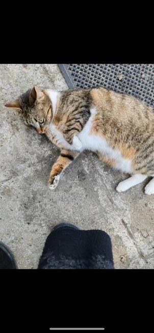 Siostry szukają domku