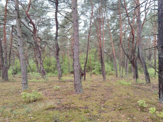 Piękna duża działka inwestycyjna 30km od granic Warszawy