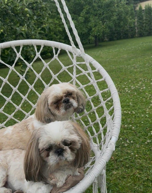Leśny hotel dla psów w Jaworzu