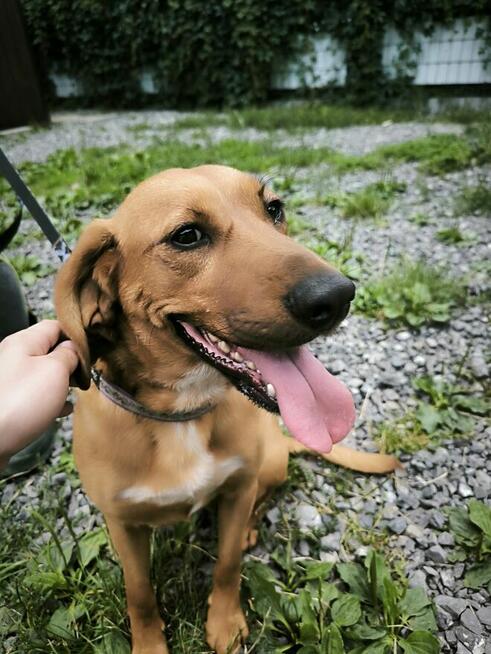 Młody grzeczny psiak prosi o dom