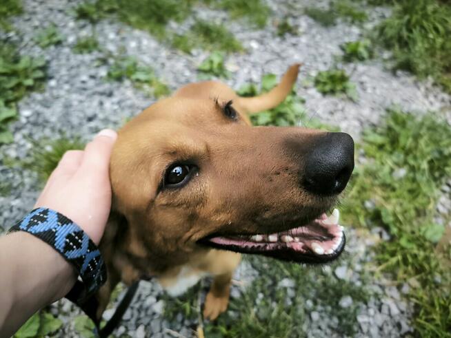 Młody piękny psiak prosi o dom