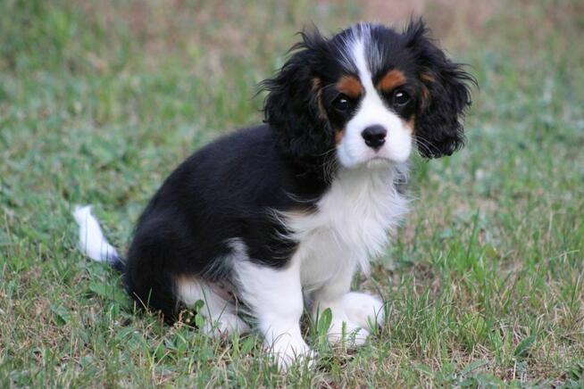 Piesek ZKwP gotowy do odbioru Cavalier King Charles Spaniel