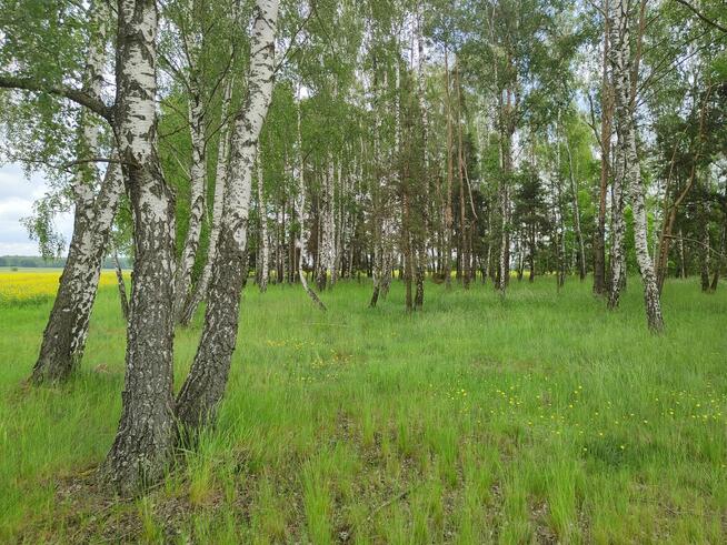 Sprzedam działkę idealną pod siedlisko bez sąsiadów - 2ha +