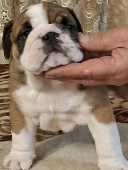 Buldog angielski sliczne maluszki