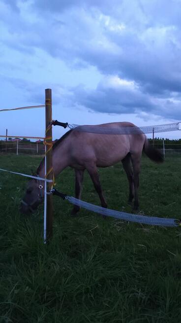 Sprzedam konika polskiego