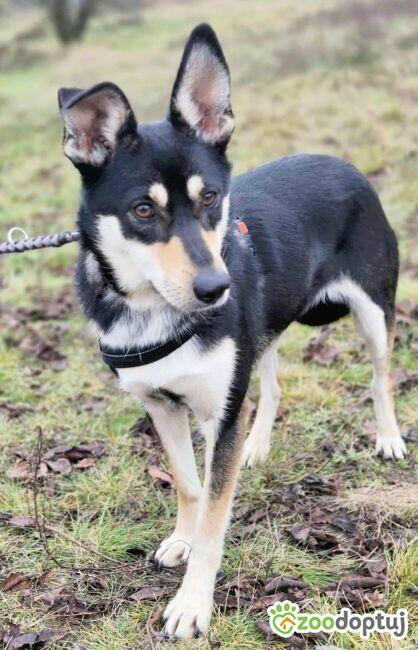 VIVA - mądra łagodna sunia szuka dobrego domu