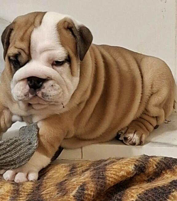 Buldog angielski sliczne maluszki