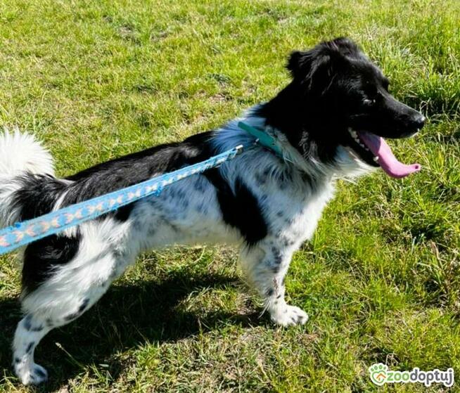 KAMPI - piękny psiak szuka najlepszego domu