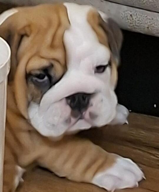 Buldog angielski sliczne maluszki