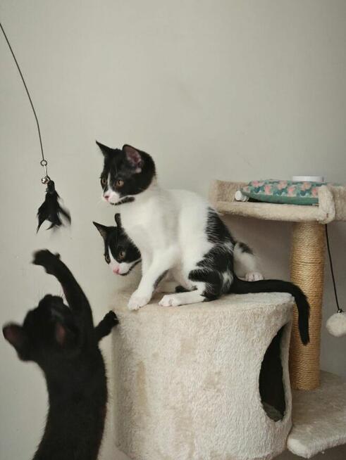 Ziajka, Gapcio i Pipi szukają domów