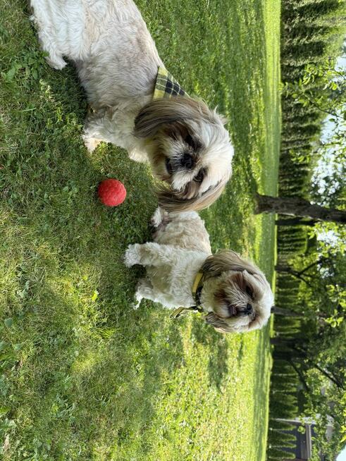 Leśny hotel dla psów w Jaworzu