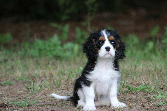 Piesek ZKwP gotowy do odbioru Cavalier King Charles Spaniel