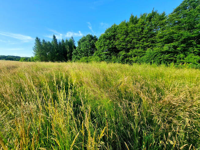 Działka budowlana Siedliska Sławęcińskie gm. Skołyszyn