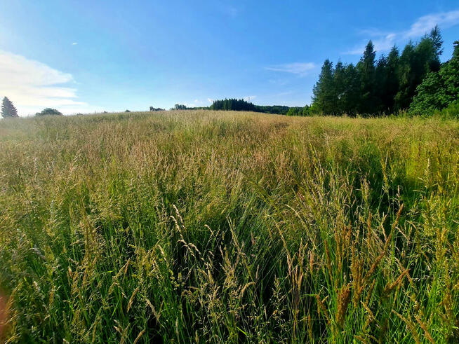 Działka budowlana Siedliska Sławęcińskie gm. Skołyszyn