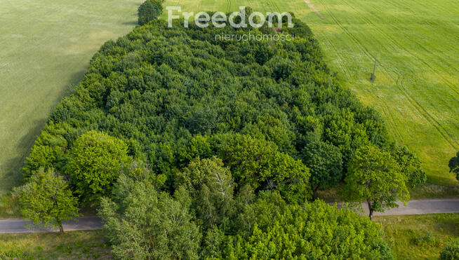 Działki pod miastem z lasem, Waszulki