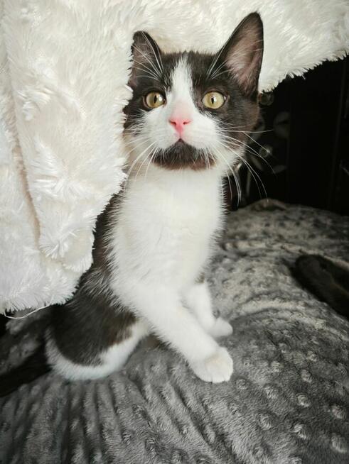 Ziajka, Gapcio i Pipi szukają domów