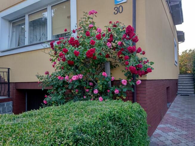 Pokoje gościnne w Grzybowe