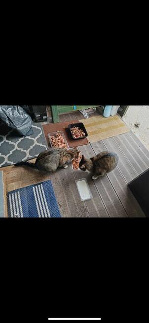 Siostry szukają domku