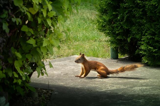 Ogród działkowy ROD z altaną jak maly domek