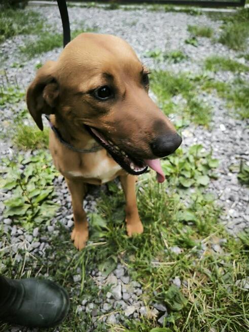 Młody piękny psiak prosi o dom