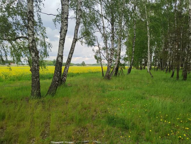 Sprzedam działkę idealną pod siedlisko bez sąsiadów - 2ha +