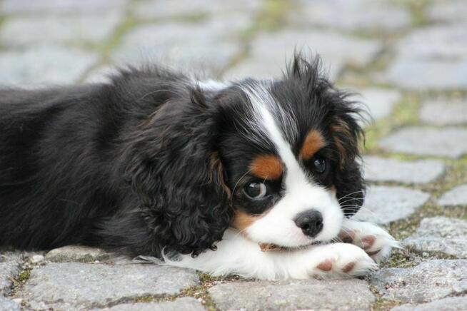 Piesek ZKwP gotowy do odbioru Cavalier King Charles Spaniel