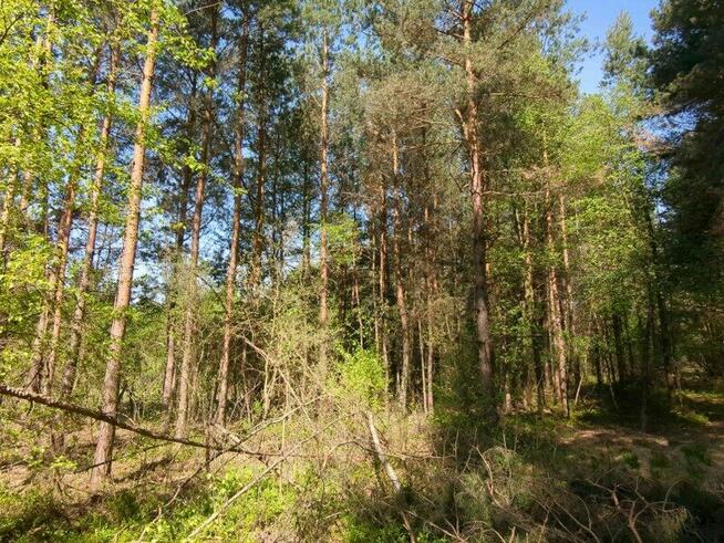 Nieruchomość gruntowa zabudowana od syndyka - Gosań