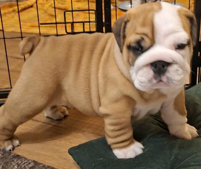 Buldog angielski sliczne maluszki