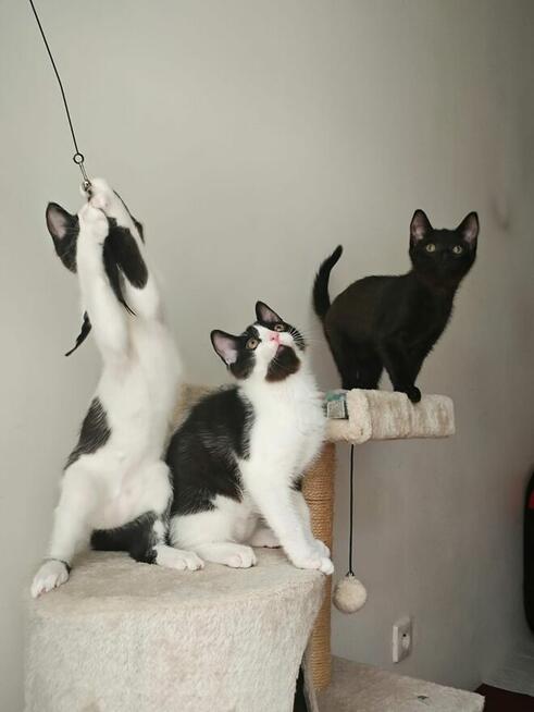 Ziajka, Gapcio i Pipi szukają domów