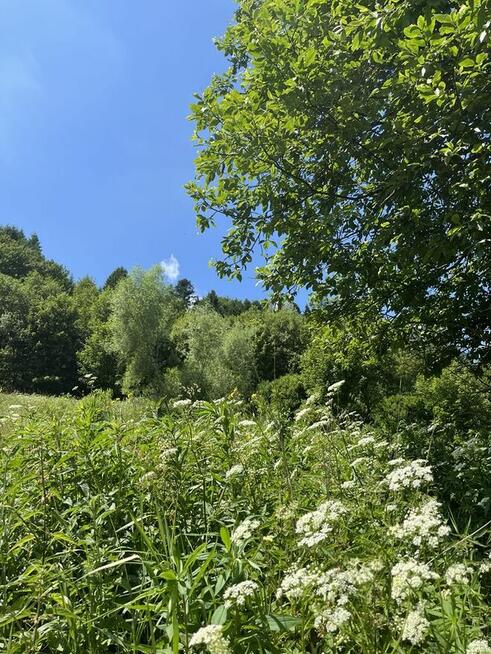 działka rolna 2666 w Muszynie