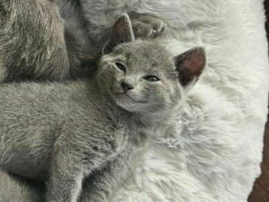 Kocięta Rosyjskie Niebieskie WCF