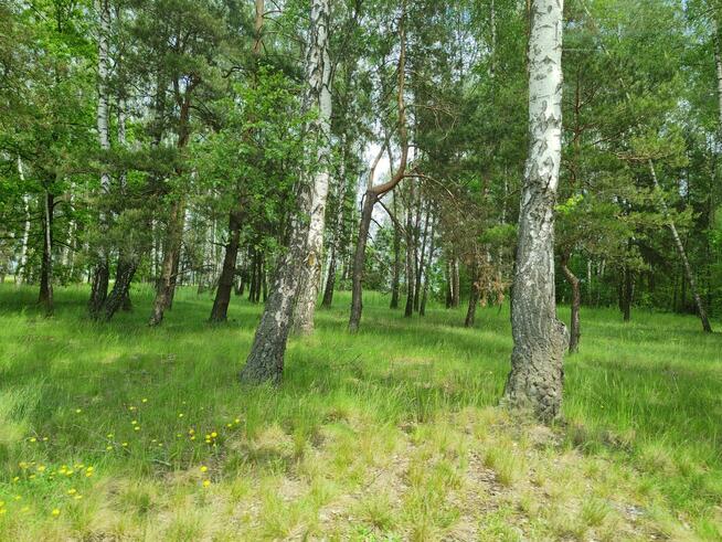 Sprzedam działkę idealną pod siedlisko bez sąsiadów - 2ha +