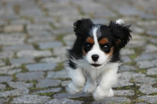 Piesek ZKwP gotowy do odbioru Cavalier King Charles Spaniel