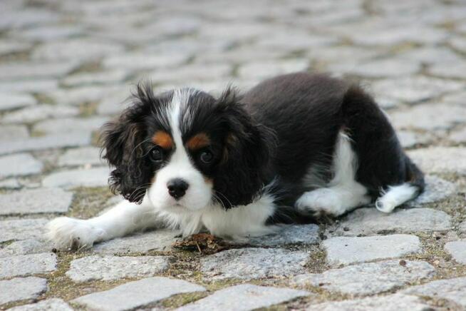 Piesek ZKwP gotowy do odbioru Cavalier King Charles Spaniel