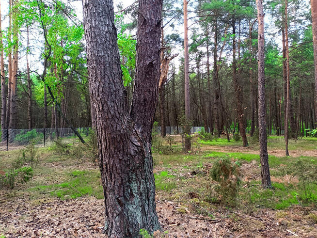 Piękna działka blisko Zalewu Zegrzyńskiego