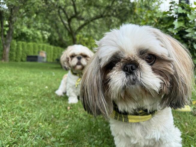 Leśny hotel dla psów w Jaworzu