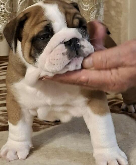 Buldog angielski sliczne maluszki