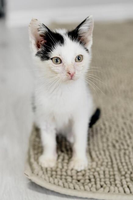 Fotka śliczna kotka do adopcji