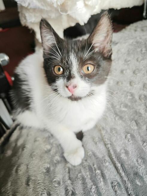 Ziajka, Gapcio i Pipi szukają domów