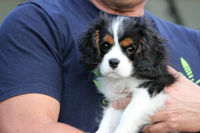 Piesek ZKwP gotowy do odbioru Cavalier King Charles Spaniel