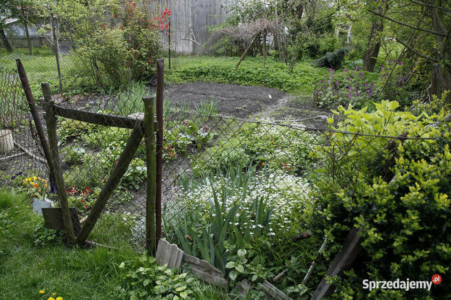 Gospodarstwo z dużą działką, drewniany dom i budynki gosp.