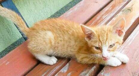 BAJKA - 2 miesięczna koteczka PILNIE szuka domu