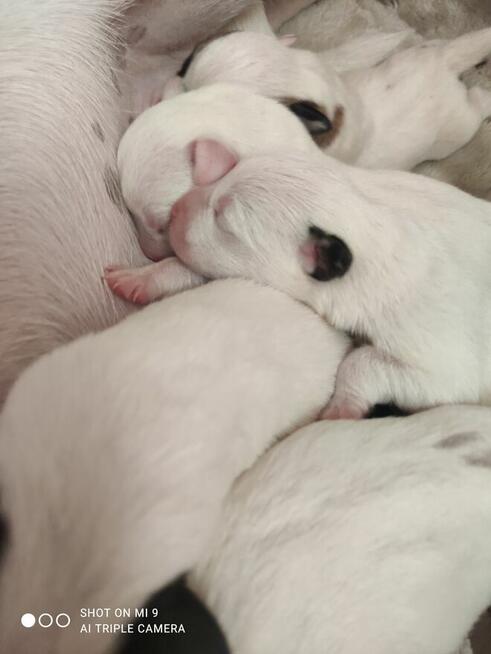 Cudne szczeniaki Jack Russell terrier
