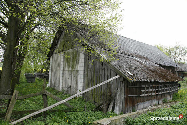 Gospodarstwo z dużą działką, drewniany dom i budynki gosp.